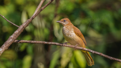 Streak-eared bulbul – Pycnonotus blanfordi