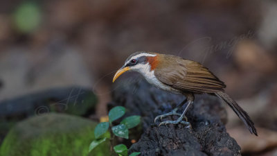 White-browed scimitar babbler - Pomatorhinus schisticeps