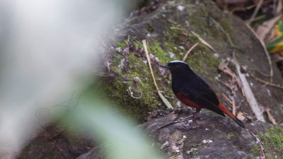 White-capped water redstart - Chaimarrornis leucocephalus
