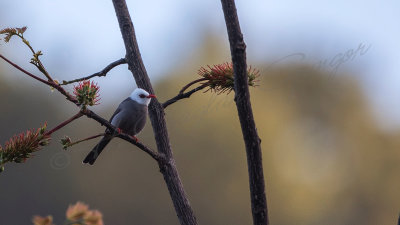 White-headed bulbul - Hypsipetes thompsoni