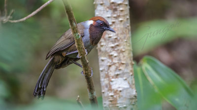 White-necked laughingthrush - Garrulax strepitans