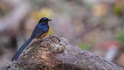 White-rumped shama - Copsychus malaharicus