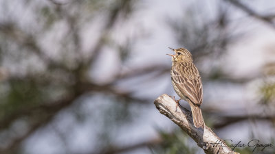 Tree Pipit - Anthus trivialis - Ağaç incirkuşu