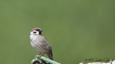 Eurasian Tree Sparrow - Passer montanus - Söğüt serçesi