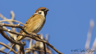 Eurasian Tree Sparrow - Passer montanus - Söğüt serçesi