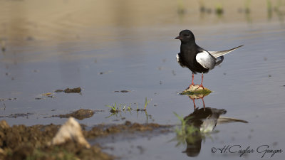White-winged Black Tern - Chlidonias leucopterus - Akkanatlı sumru