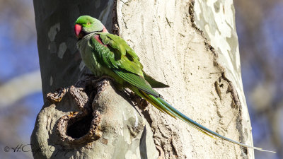 Alexandrine Parakeet - Psittacula eupatria - İskender papağanı