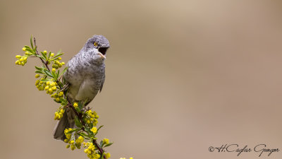 Barred warbler - Sylvia nisoria - Çizgili ötleğen