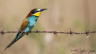 European Bee-eater - Merops apiaster - Arıkuşu