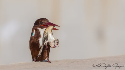 White-throated Kingfisher - Halcyon smyrnensis - Izmir yalıçapkını