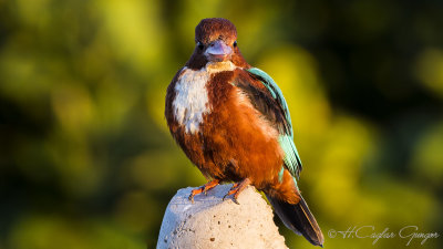White-throated Kingfisher - Halcyon smyrnensis - Izmir yalıçapkını