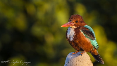 White-throated Kingfisher - Halcyon smyrnensis - Izmir yalıçapkını