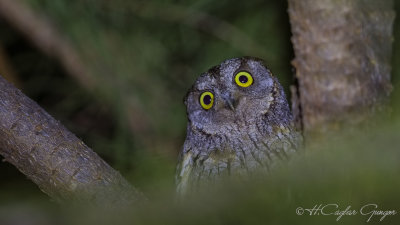Eurasian Scops Owl - Otus scops - İshakkuşu