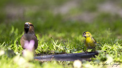 European Siskin - Carduelis spinus - Karabaşlı iskete