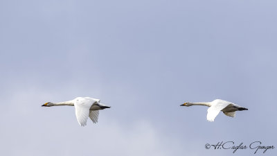 Tundra Swan - Cygnus columbianus - Küçük kuğu