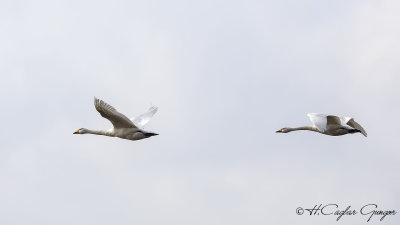 Tundra Swan - Cygnus columbianus - Küçük kuğu