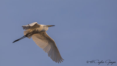 Great Egret - Casmerodius albus - Büyük ak balıkçıl