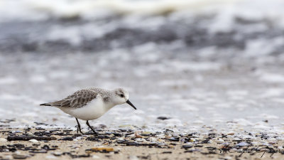 Sanderling - Calidris alba - Ak kumkuşu