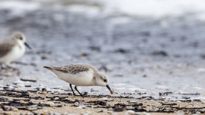 Sanderling - Calidris alba - Ak kumkuşu