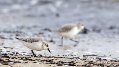 Sanderling - Calidris alba - Ak kumkuşu