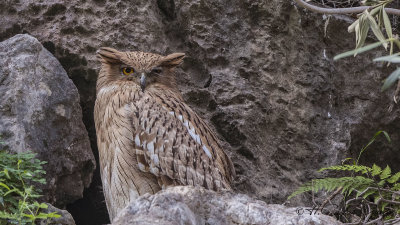 Brown Fish Owl - Ketupa zeylonensis - Balık baykuşu