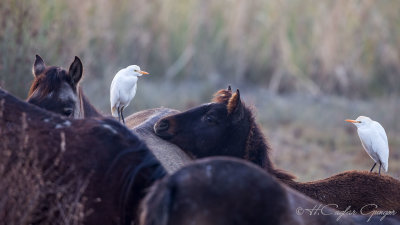 Western Cattle Egret - Bubulcus ibis - Sığır balıkçılı