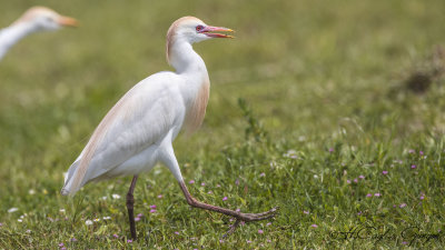 Western Cattle Egret - Bubulcus ibis - Sığır balıkçılı