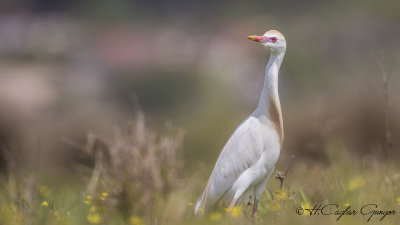 Western Cattle Egret - Bubulcus ibis - Sığır balıkçılı