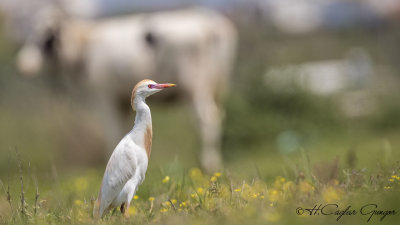 Western Cattle Egret - Bubulcus ibis - Sığır balıkçılı