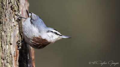 Krüper's Nuthatch - Sitta krueperi - Anadolu sıvacısı