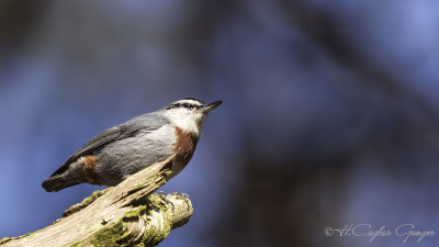 Krüper's Nuthatch - Sitta krueperi - Anadolu sıvacısı