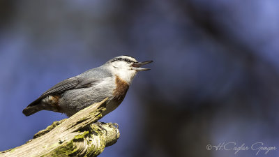 Krüper's Nuthatch - Sitta krueperi - Anadolu sıvacısı
