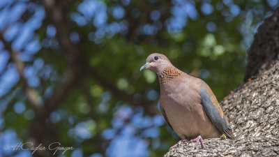 Laughing Dove - Streptopelia senegalensis - Küçük kumru