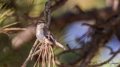 Semicollared Flycatcher - Ficedula semitorquata - Alaca sinekkapan