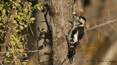 Syrian Woodpecker - Dendrocopos syriacus - Alaca ağaçkakan