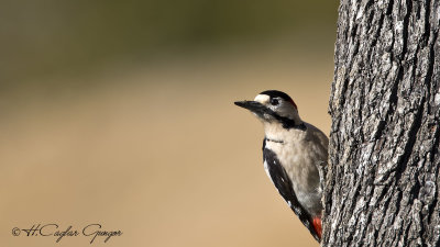 Syrian Woodpecker - Dendrocopos syriacus - Alaca ağaçkakan