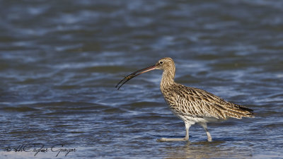 Eurasian Curlew - Numenius arcuata - Kervançulluğu