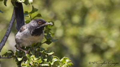 Rüppel's Warbler - Sylvia rueppelli - Karaboğazlı ötleğen