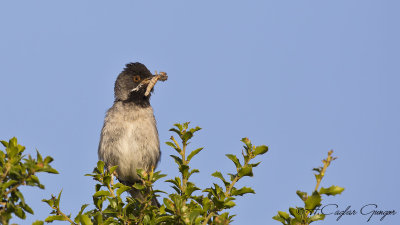 Rüppel's Warbler - Sylvia rueppelli - Karaboğazlı ötleğen