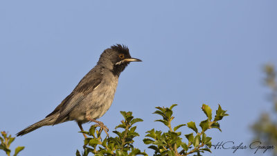 Rüppel's Warbler - Sylvia rueppelli - Karaboğazlı ötleğen