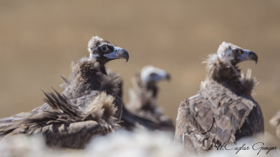 Cinereous Vulture - Aegypius monachus - Kara akbaba