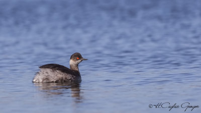 Black-necked Grebe - Podiceps nigricollis - Karaboyunlu batağan