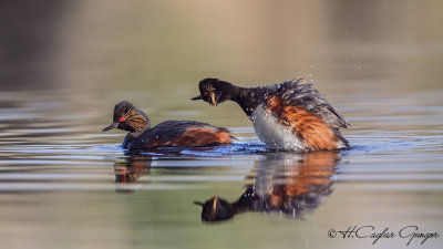 Black-necked Grebe - Podiceps nigricollis - Karaboyunlu batağan