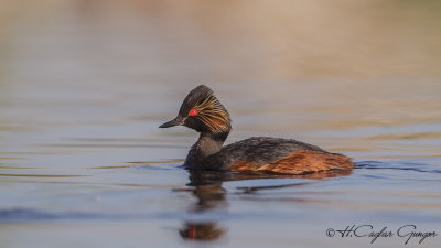 Black-necked Grebe - Podiceps nigricollis - Karaboyunlu batağan