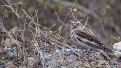 Snow BuntingSnow Bunting - Plectrophenax nivalis - Alaca çinte