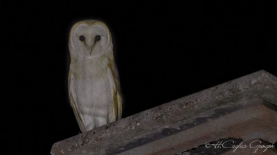 Western Barn Owl - Tyto alba - Peçeli baykuş