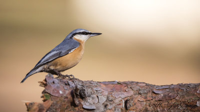 Nuthatches - Treecreepers
