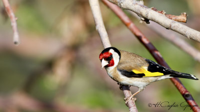 European Goldfinch - Carduelis carduelis - Saka