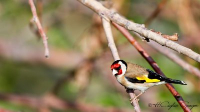 European Goldfinch - Carduelis carduelis - Saka