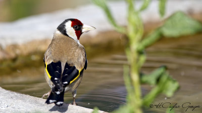 European Goldfinch - Carduelis carduelis - Saka